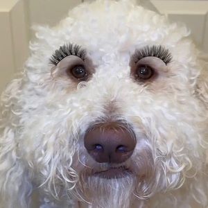 Meet your Posher, Brooklyn